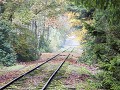 Th2019-20.21 Bosspoor in de herfst