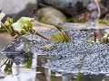 Th2019-20.42 Bruine kikkers in dril en Dotterbloem