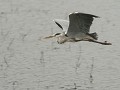 Kst21-14-Blauwe reiger