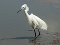 Kst21-16-Kleine zilverreiger
