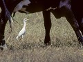 Kst21-17-Koereiger