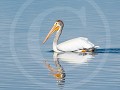 Can-4-15-Een jonge American White Pelican