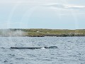 Can8-07-Eerste tocht - eerste Walvis