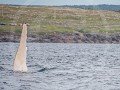 Can8-10-Vin omhoogsteken - om te wuiven ?