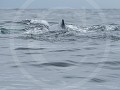 Can8-32-Walvis net na de 'blow'
