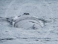Can8-33-Close-up met vooraan het 'blowhole'