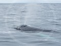Can8-35-Ademende Walvis