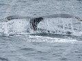Can8-40-Duikende Walvis 2