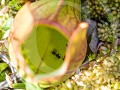Can8-54-Gevangen insekten in de plant