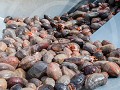 Can8-63-Zeekomkommers
