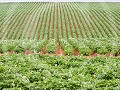 Can6-12-Aardappelveld in bloei