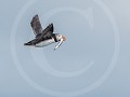 Can10-18-In de vlucht met Capelin-buit