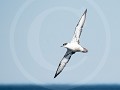 Can10-27-Grote pijlstormvogel, meester van de luch