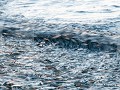 Can10-31-...spoelen ze bij duizenden op het strand