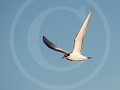 Can10-48-Juveniele Visdief