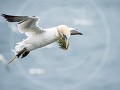 Can10-61-Nestmateriaal aanhalen bij stormwind