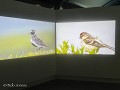 Zw-Fi-No26-04 -10-Inari, Sami Museum Siida, beeldv