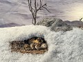 Zw-Fi-No26-04 -15-Inari, Sami Museum Siida, decora