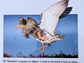 Zw-Fi-No26-04 -48-Varanger, Vadso, het natuurreser