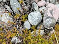 Zw-Fi-No26-04 -86-Varanger, wandeling op de Hamnin
