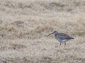 Zw-Fi-No26-04 -87-Varanger, wandeling op de Hamnin