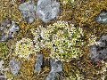 Zw-Fi-No26-04 -88-Varanger, wandeling op de Hamnin