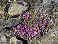 Zw-Fi-No26-04 -89-Varanger, wandeling op de Hamnin
