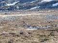 Zw-Fi-No26-04 -93-Varanger, Hamningbergs geologie