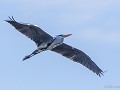 Fr24-01 -25-Blauwe reiger