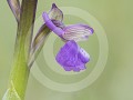 Bloem van de Harlekijn orchis (Anacamptis morio)