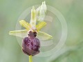 Paasorchis (Ophrys passionis)