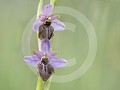 Aveyron orchis (Ophrys aveyronensis)
Een zeldzaam 