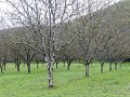 Fr-Sp-Po23-04 -36-Dordogne, notengaard, okkernoten