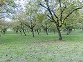 Fr-Sp-Po23-04 -49-Even terug naar de boom in de bo