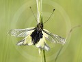 Vlinderhaft (Libelloides coccajus)