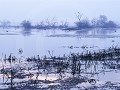 IND-1 -04-Mist over Keoladeo NP
