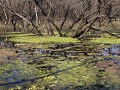 IND-1 -06-Keoladeo NP