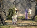 IND-1 -08-Grasoogst wordt afgevoerd