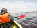 Nam.02-17 Walvisbaai - tussen de Pelsrobben
