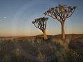 Nam-01-15-Namib Naukluft - Bloedkoppies Kokerbomen