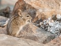 Nam-01-28-Namib Naukluft - Gestreepte muis