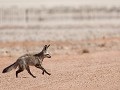 Nam-01-30-Namib Naukluft - Grootoorvos