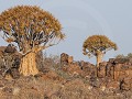 Nam-01-34-Namib Naukluft - Kokerboombos