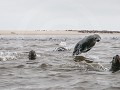 Nam-01-50-Skeleton Coast - tussen de Pelsrobben