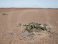Nam-01-53-Skeleton Coast - Welwitschia mirabilis