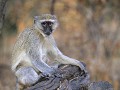 Nam-01-65-Caprivi - Groene meerkat