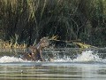 Nam-01-64-Caprivi - Nijlpaard