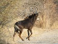 Nam-01-66-Caprivi - Sabelantilope