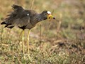 Nam-01-70-Caprivi - Lelkievit