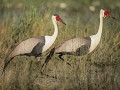 Nam-01-71-Caprivi - Lelkraanvogel